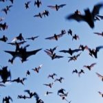 3908697-murcielagos_390-390×220